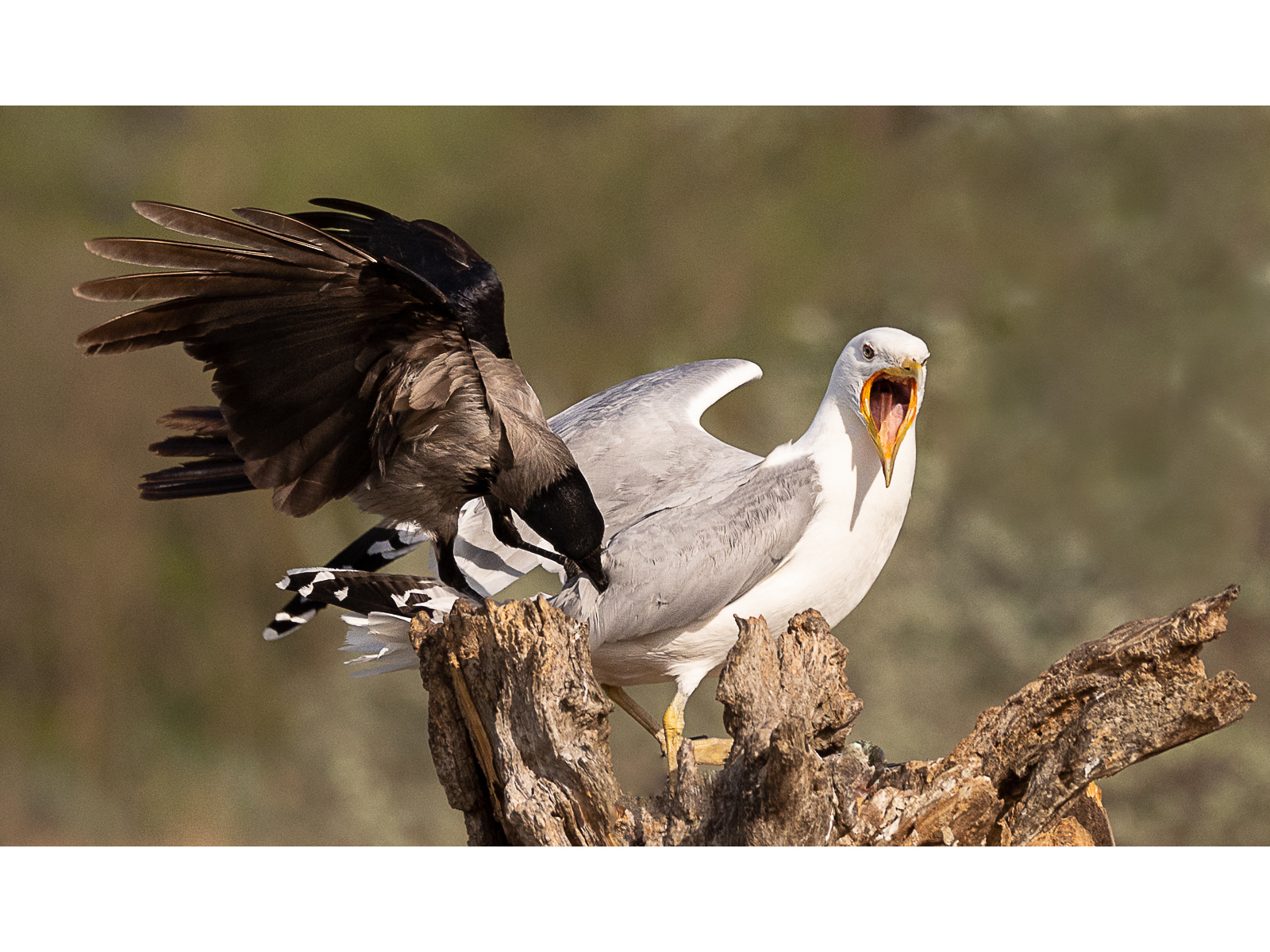 Hooded Crow attacking Gull - Barbara Baker.jpg